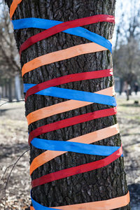 Close-up of multi colored snow covered trees