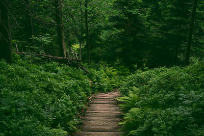 Footpath amidst plants in forest