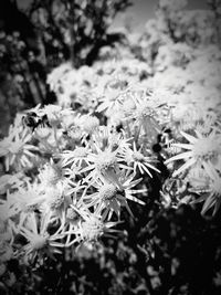 Close-up of insect on flowering plant