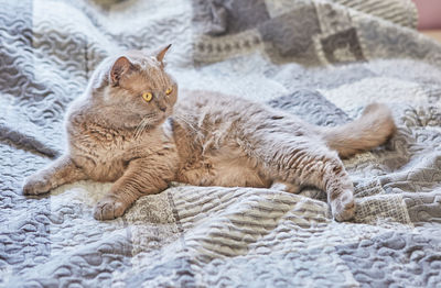 Cat lying on bed