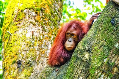 Portrait of monkey on tree trunk