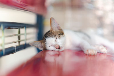 Close-up of cat sleeping