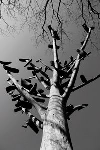 Low angle view of bare tree against clear sky