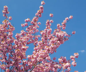 Low angle view of cherry blossom against blue sky