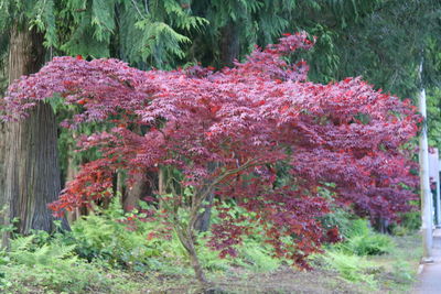 Pink flowers growing on tree