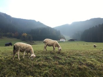 Sheep grazing on grassy field