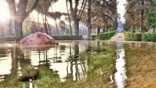 Reflection of trees in pond