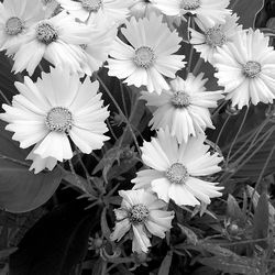 Close-up of flowers blooming outdoors