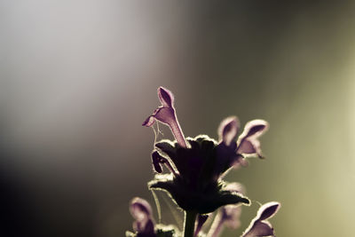 Close-up of insect on plant