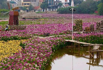 Pink flowers blooming in park