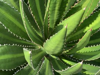 Full frame shot of fern leaves