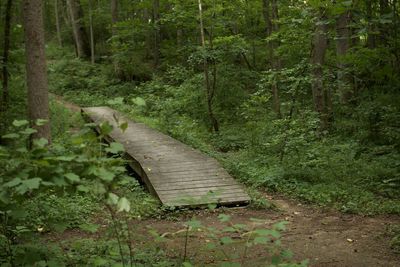 Empty road amidst trees in forest