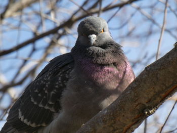 Close-up of bird perching on branch
