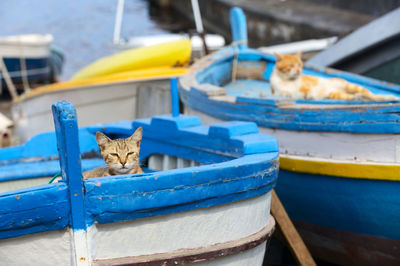 Cat in boat