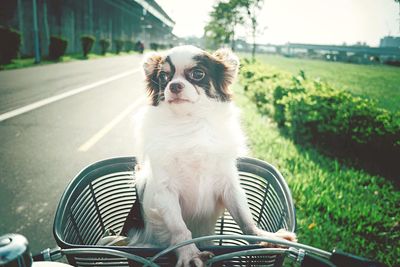 Dog in bicycle basket