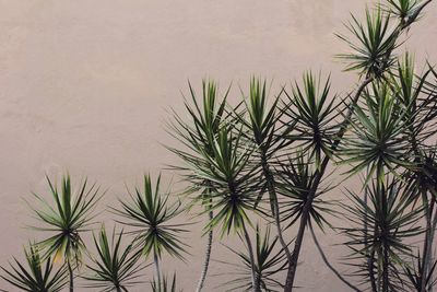 High angle view of plants against sky