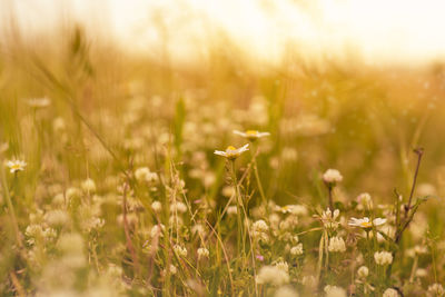 Close-up of flowering plants on field