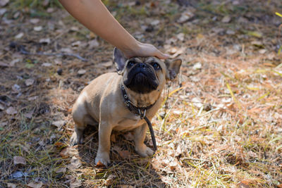 Close-up of a dog on field