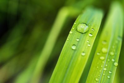 Close-up of water drops on leaf