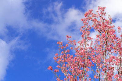 Low angle view of cherry blossoms against sky