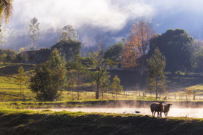 View of horse on field