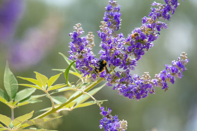 Close-up of honey bee on purple flower