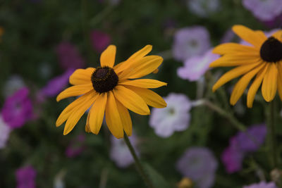 Close-up of yellow daisy