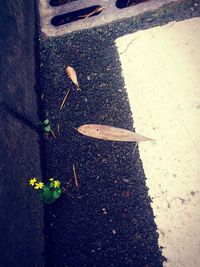 Plant growing on a wall