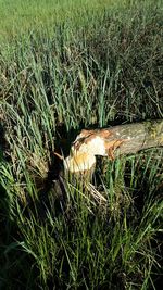 Trees on grassy field