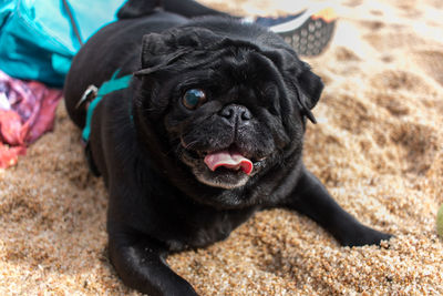 Close-up portrait of black dog lying on land