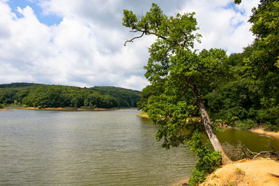 Scenic view of river amidst trees against sky