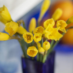 Close-up of yellow flowering plant