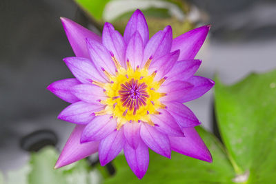 Close-up of purple flower