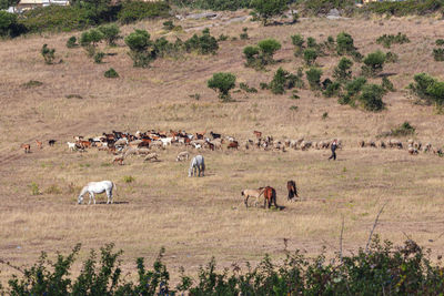 Flock of sheep in a field