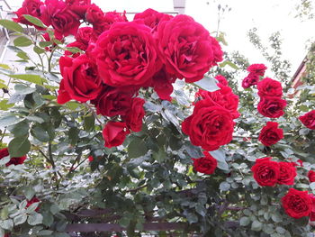 Close-up of pink rose