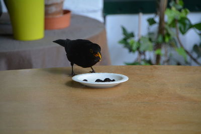 Blackbird feeding on retaining wall