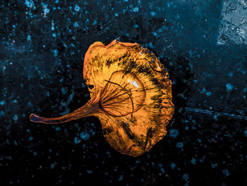 Close-up of wet leaf in sea