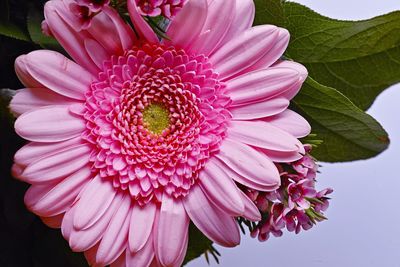 Close-up of pink flower