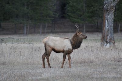 Side view of an elk standing on field