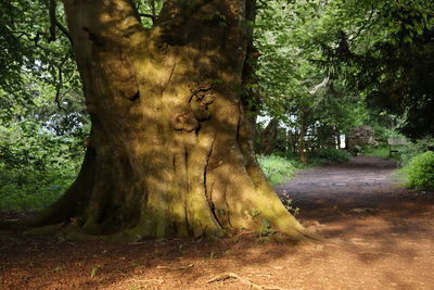 Trees in forest