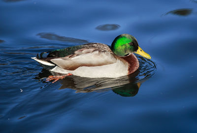 Close-up of duck swimming on lake