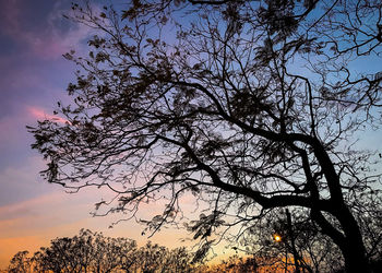 Low angle view of silhouette trees against sky during sunset