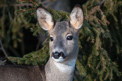 Roe deer in forest, capreolus capreolus. wild roe deer in nature.