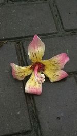 High angle view of pink rose on footpath