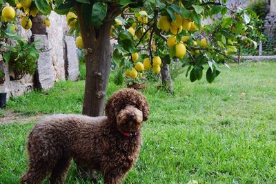 View of a dog on tree