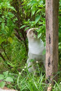 Cat looking away on tree