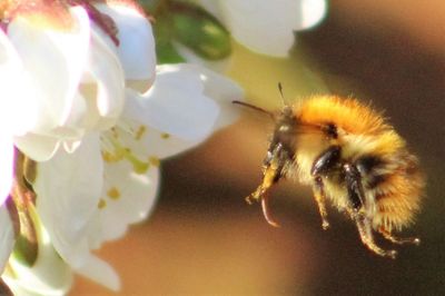 Close-up of insect on flower