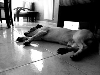 Dog sleeping on floor at home