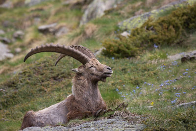 Portrait of wild ibex