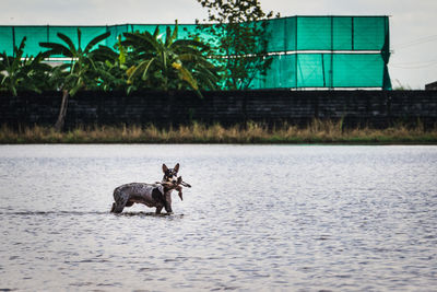 Horse in a lake